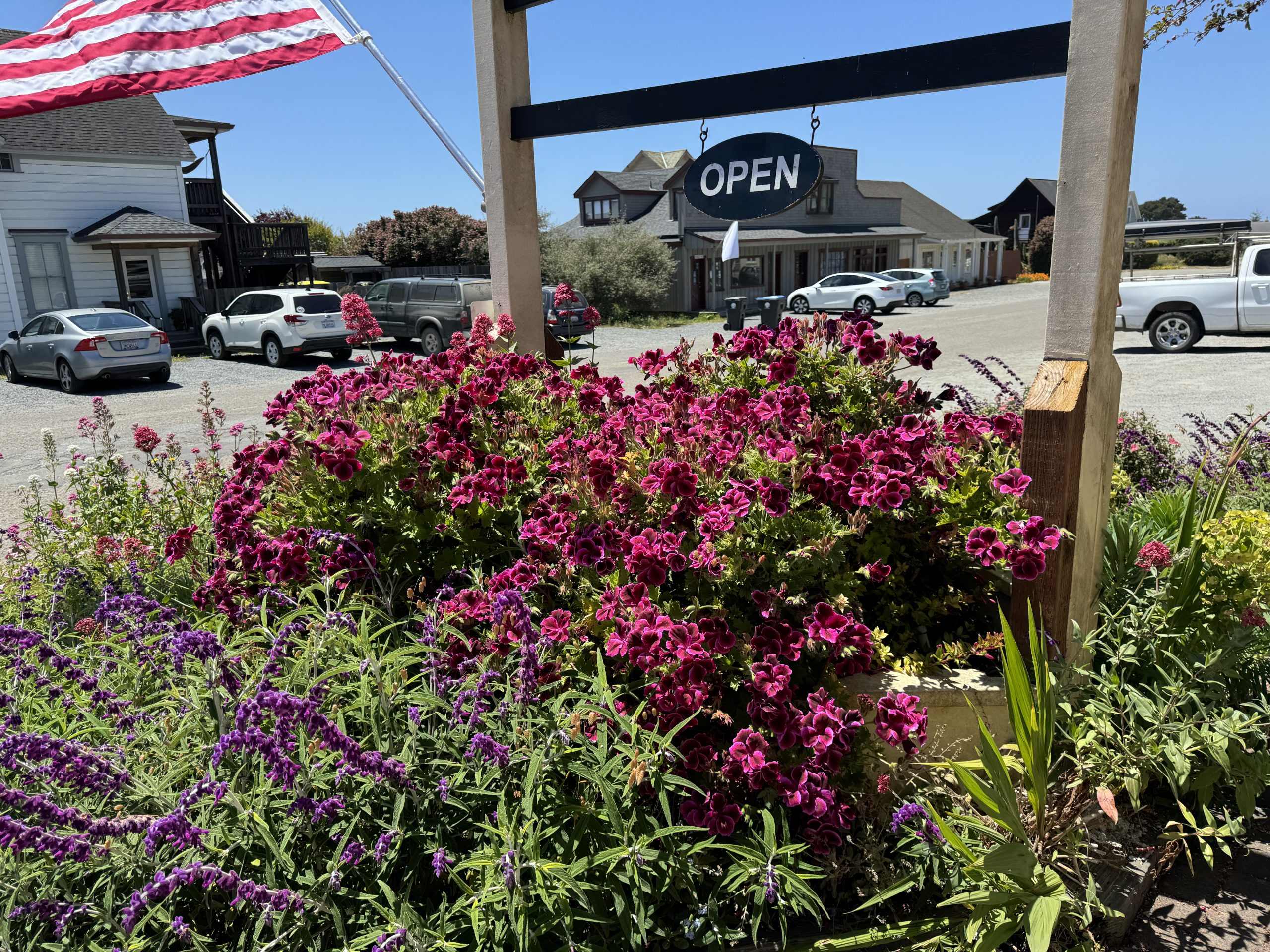 Coffee break at my Mendocino office with beautiful flower view.